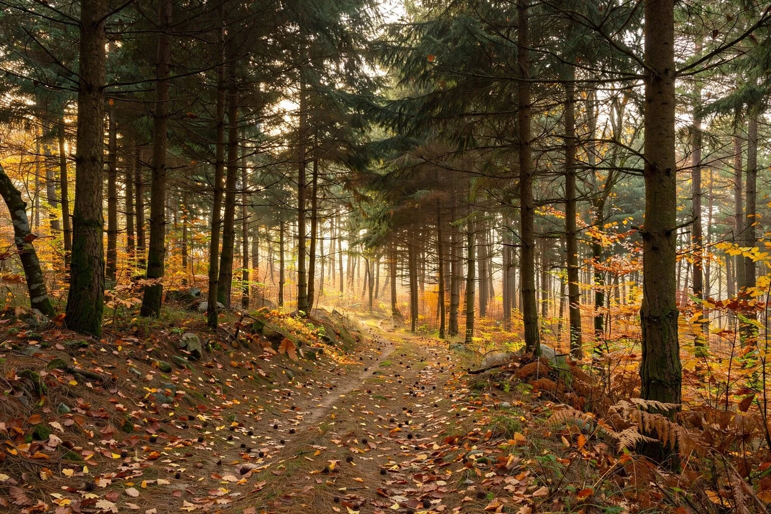 Güneş ışığının aydınlattığı sonbahar orman yolu